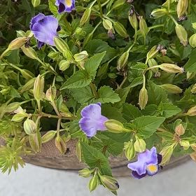Photo of the plant species Wishbone Flower by @PetRosebush37 named Sonora on Greg, the plant care app