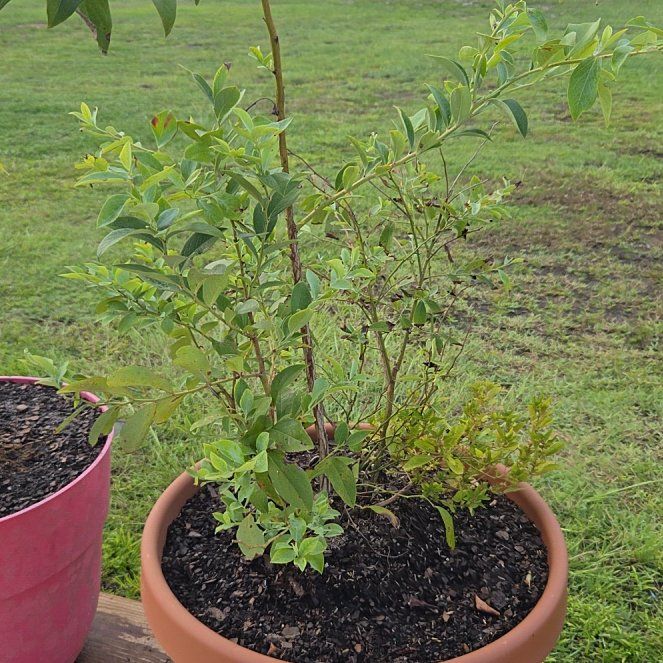 Photo of the plant species American Blueberry by @HandyTimeout25 named Huckleberry Fern on Greg, the plant care app