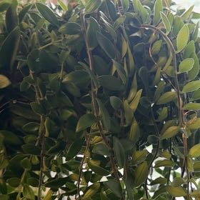Photo of the plant species Common Boxwood by @GoodySnowrose75 named Willow on Greg, the plant care app