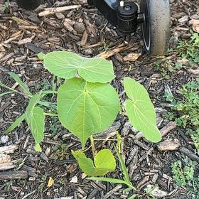 Photo of the plant species Velvetleaf by @ManyRadish57 named Aria on Greg, the plant care app