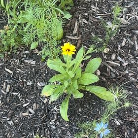 Photo of the plant species Marigold by @ManyRadish57 named Bigleef Smalls on Greg, the plant care app