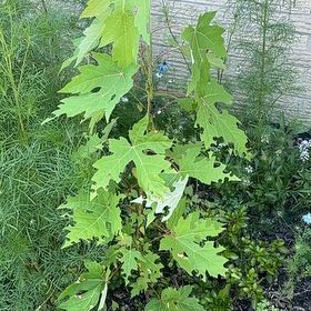 Photo of the plant species Acer Saccharinum by @ManyRadish57 named Kendall on Greg, the plant care app