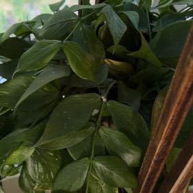 Photo of the plant species Box Holly by @SupernalMoss23 named Muhammad Ali on Greg, the plant care app