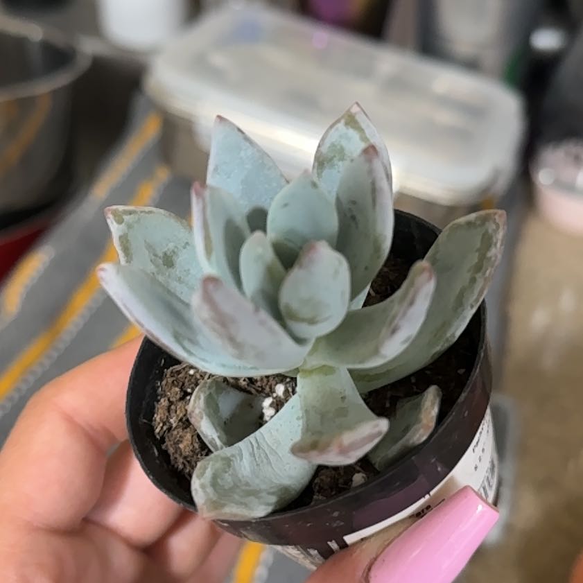 Photo of the plant species Pachyveria 'Powder Puff' by @UnlimitedOrpine named Scar on Greg, the plant care app