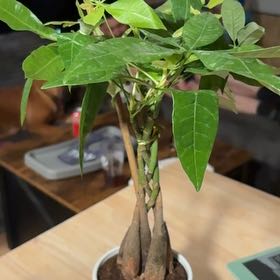 Photo of the plant species Pachira by @HotCowshorn82 named Osmo on Greg, the plant care app