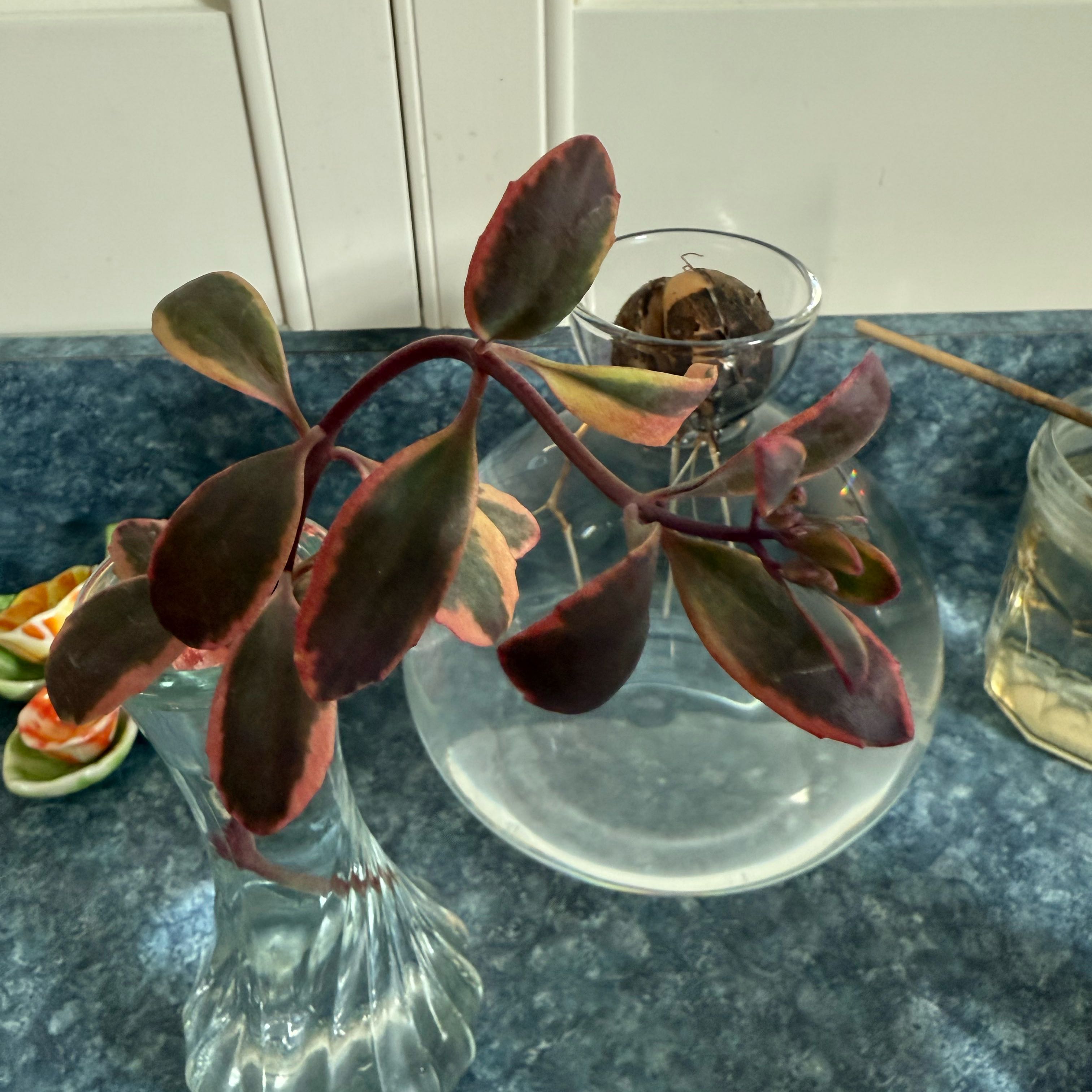 Photo of the plant species Sedum Sunsparkler 'WildFire' by @QuietDewberry20 named ChloroPhil on Greg, the plant care app