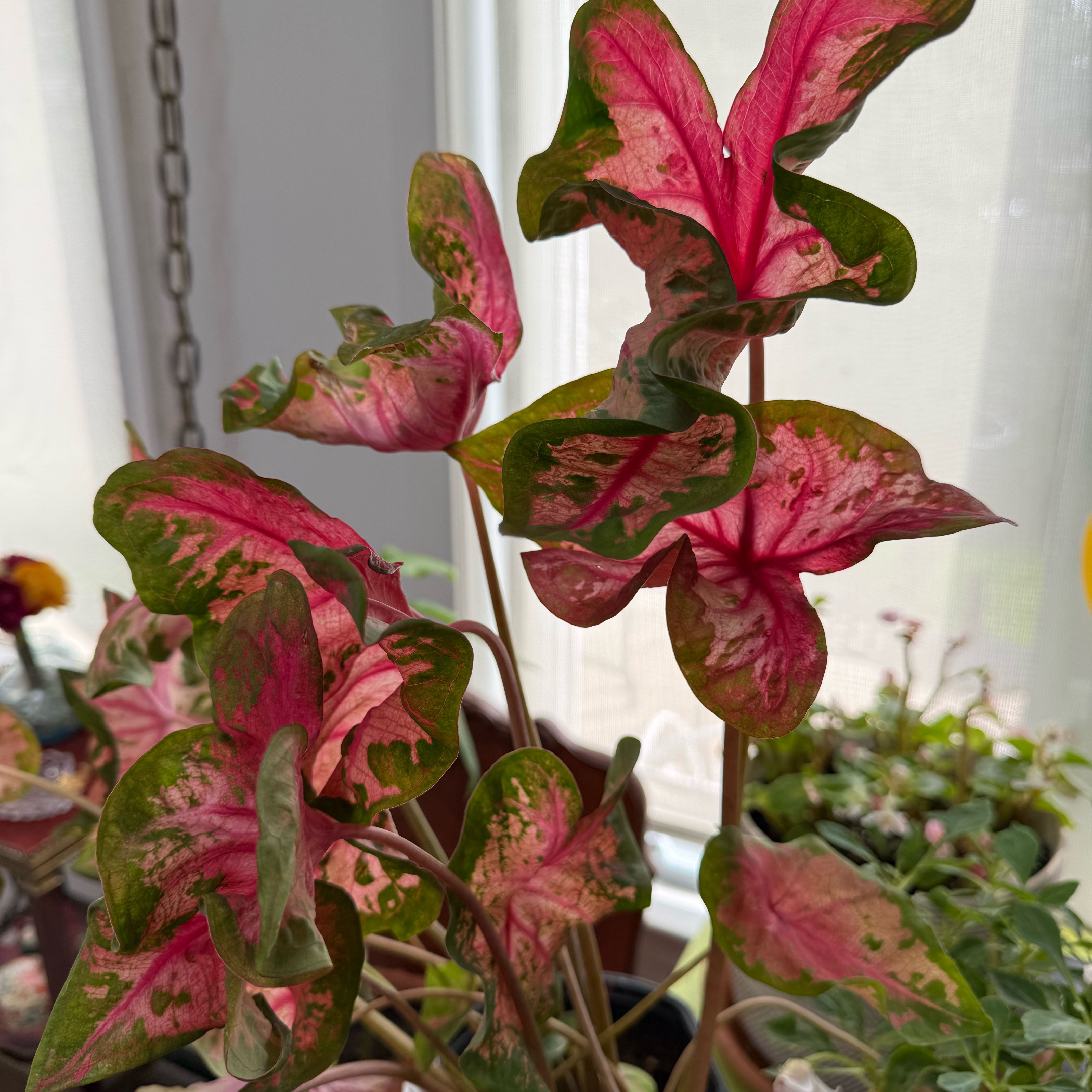 Photo of the plant species Caladium Heart to Heart® Clowning Around by @QuietDewberry20 named Nithin on Greg, the plant care app
