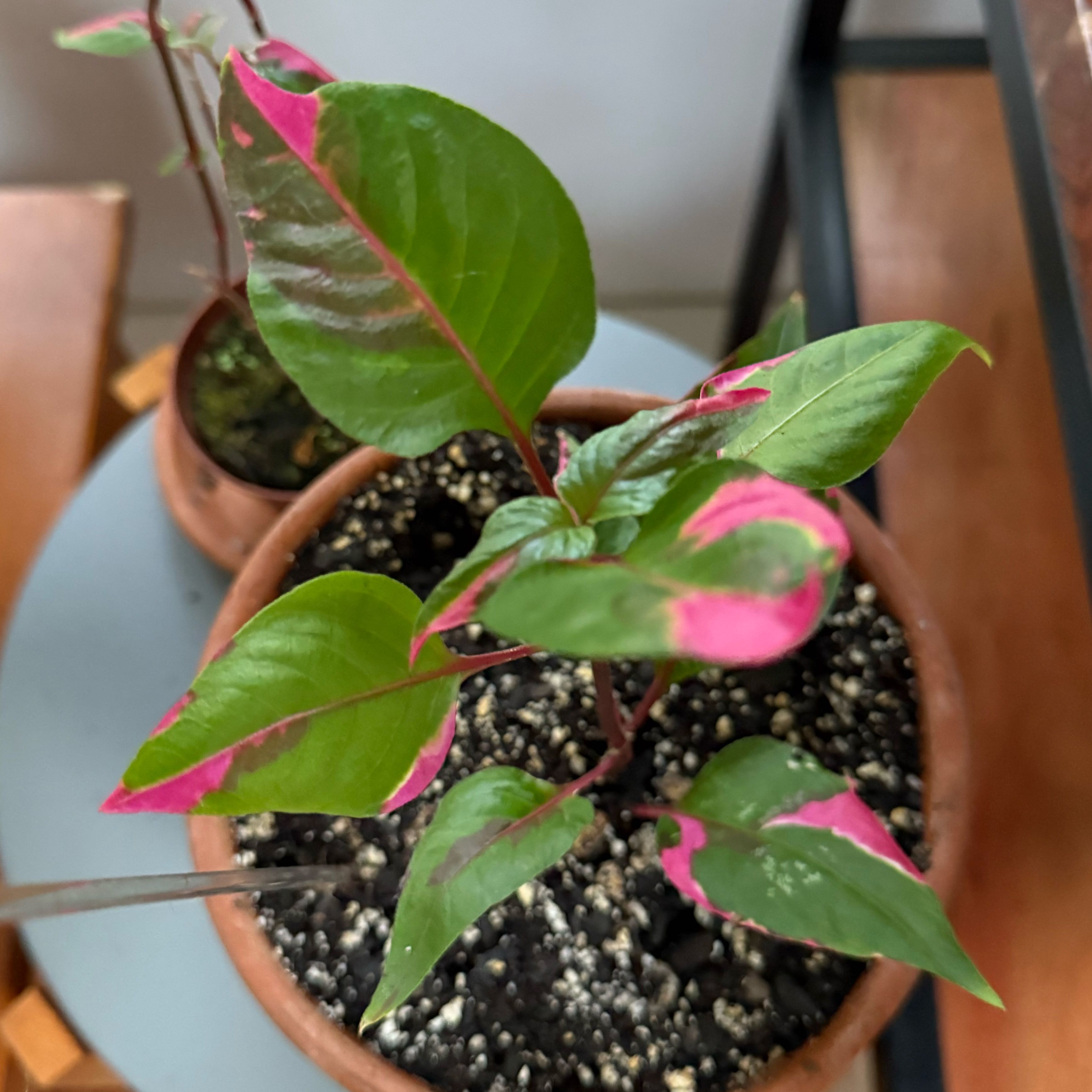 Photo of the plant species Party Time Alternanthera by @QuietDewberry20 named Plantaveli on Greg, the plant care app