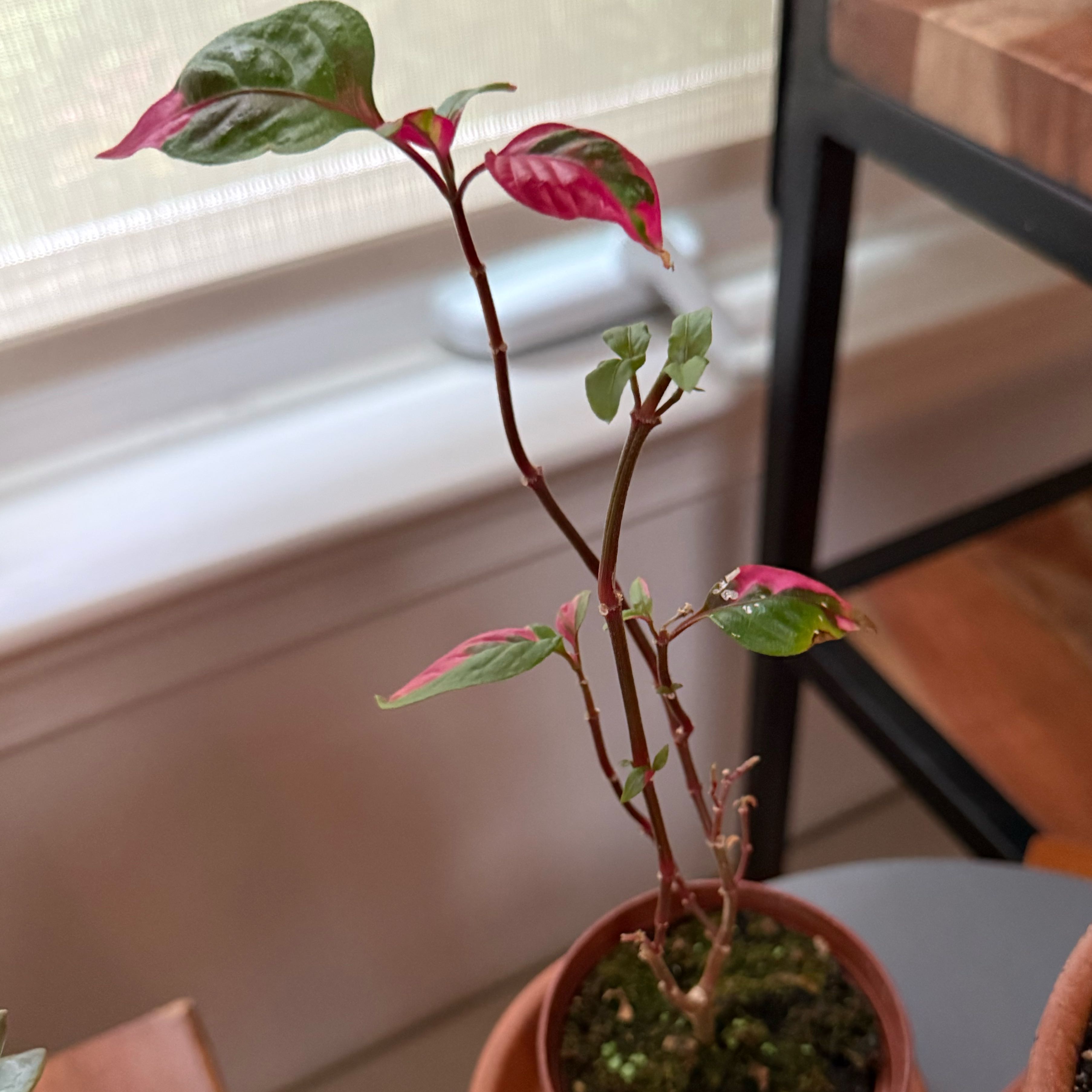 Photo of the plant species Party Time Alternanthera by @QuietDewberry20 named Bigleaf Smalls on Greg, the plant care app