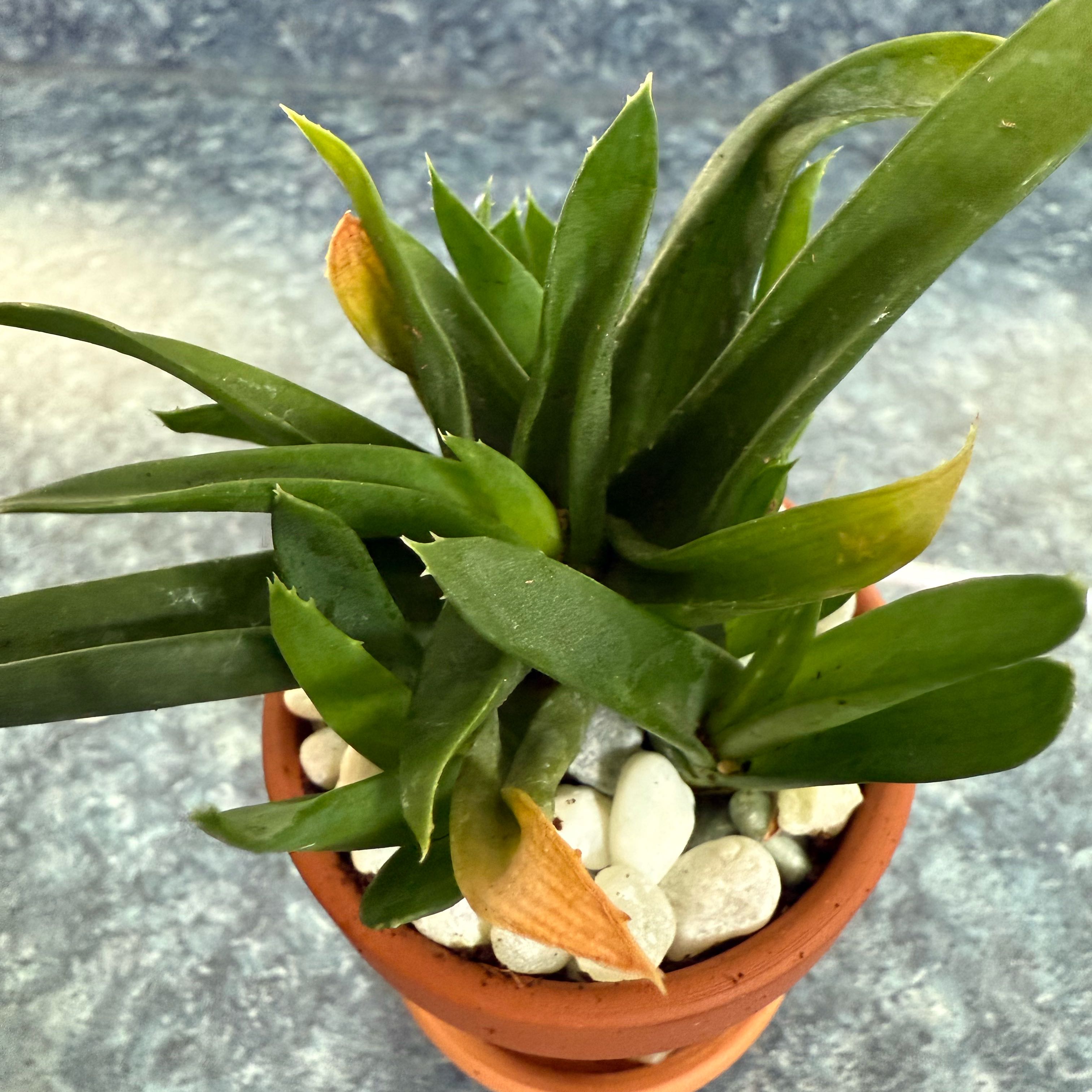 Photo of the plant species Alworthia 'Black Gem' by @QuietDewberry20 named Beyonce on Greg, the plant care app