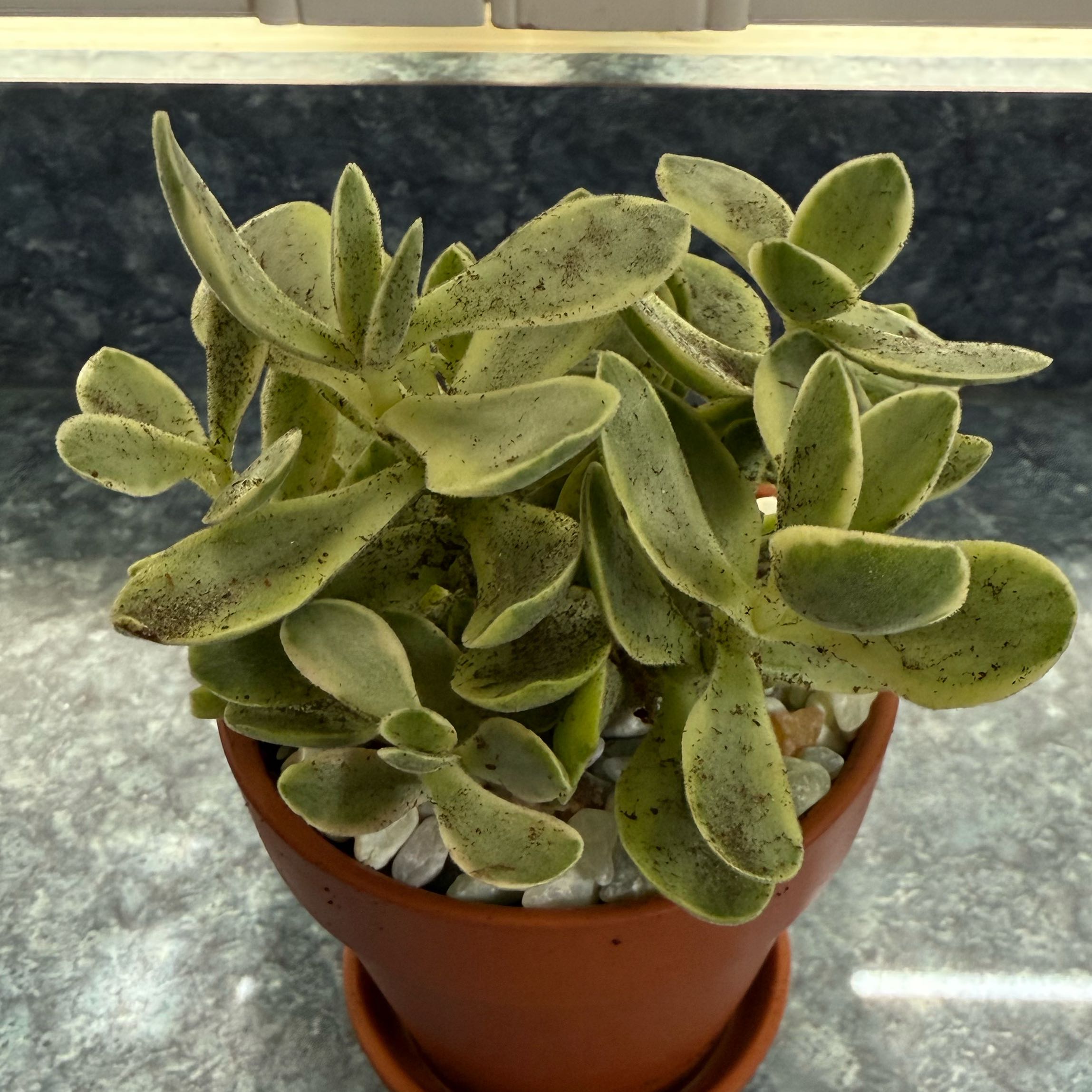 Photo of the plant species Money Maker Variegata by @QuietDewberry20 named Coco on Greg, the plant care app