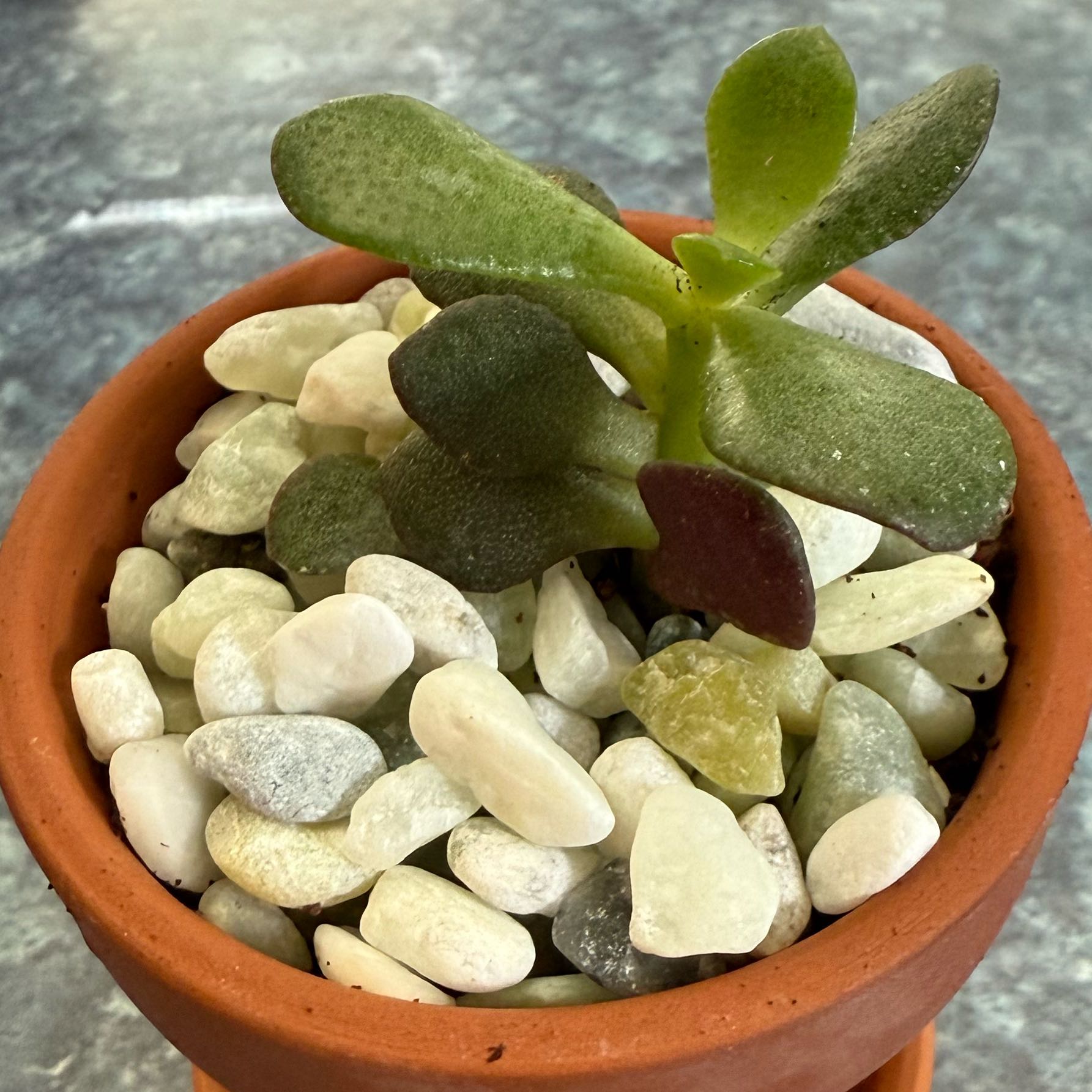 Photo of the plant species crasulla by @QuietDewberry20 named Diana on Greg, the plant care app