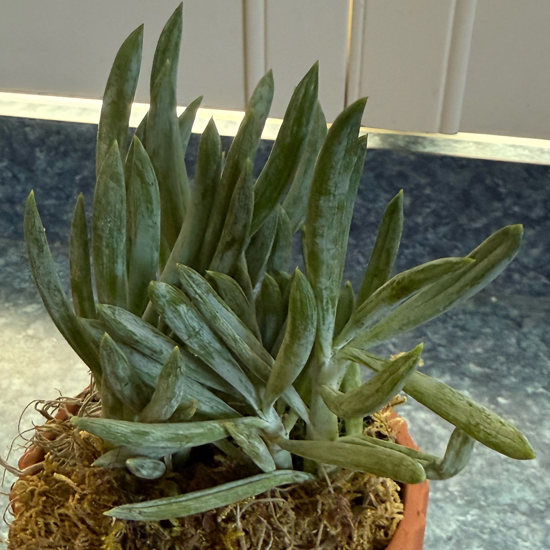 Photo of the plant species Blue Chalksticks by @QuietDewberry20 named Sanders on Greg, the plant care app