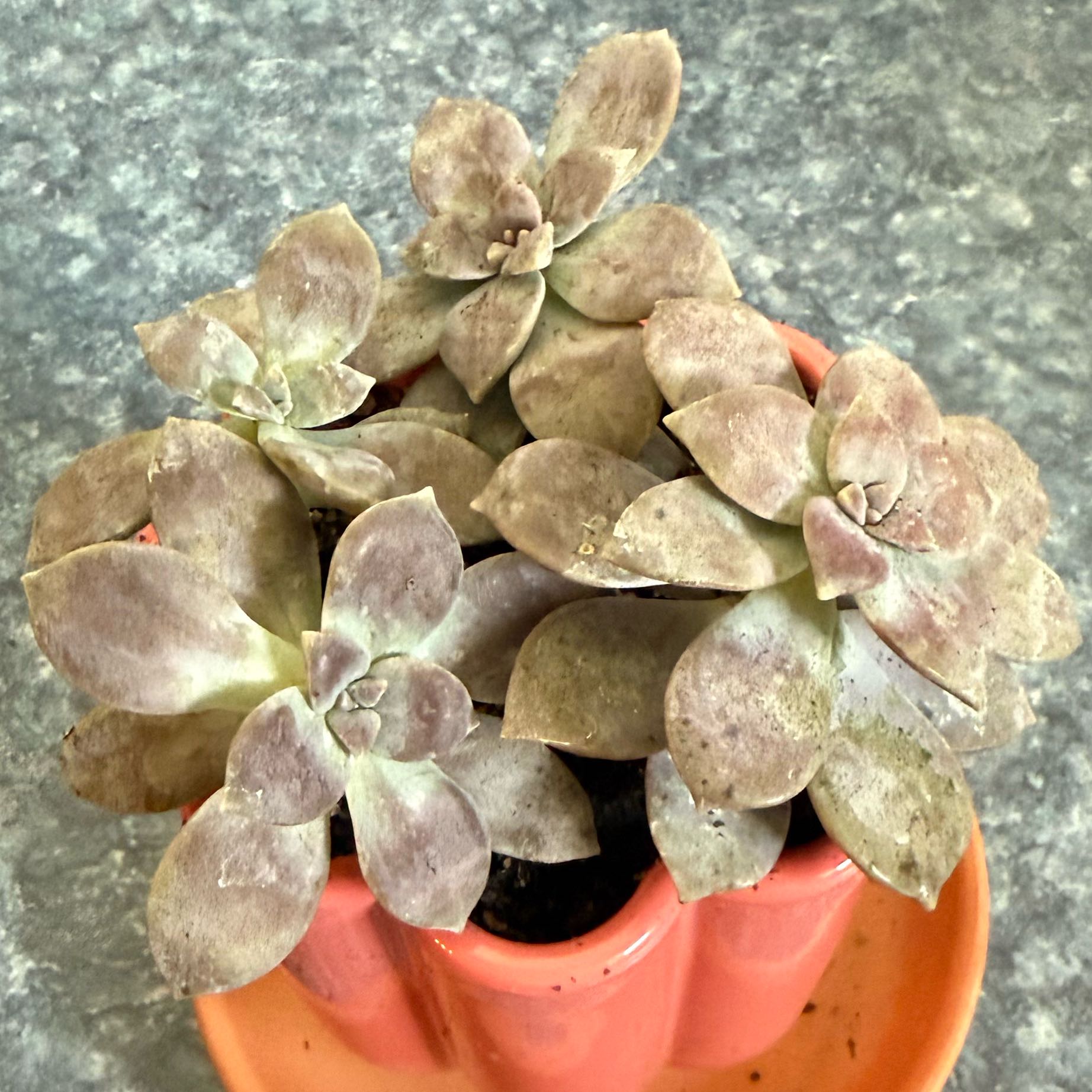 Photo of the plant species Beautiful Graptopetalum by @QuietDewberry20 named Shakira on Greg, the plant care app