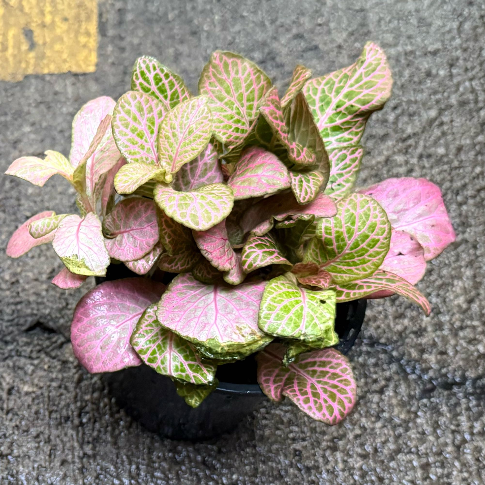 Photo of the plant species Strawberry Blossom Nerve Plant by @QuietDewberry20 named Lola on Greg, the plant care app