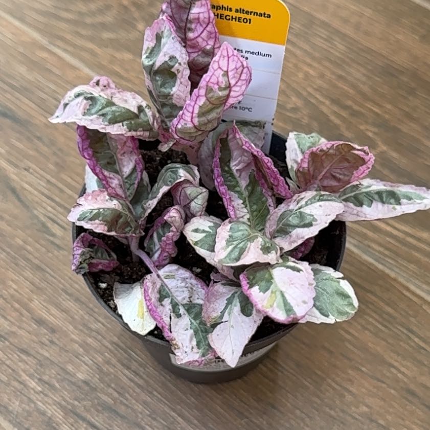 Photo of the plant species Snow White Waffle Plant by @QuietDewberry20 named Forrest on Greg, the plant care app