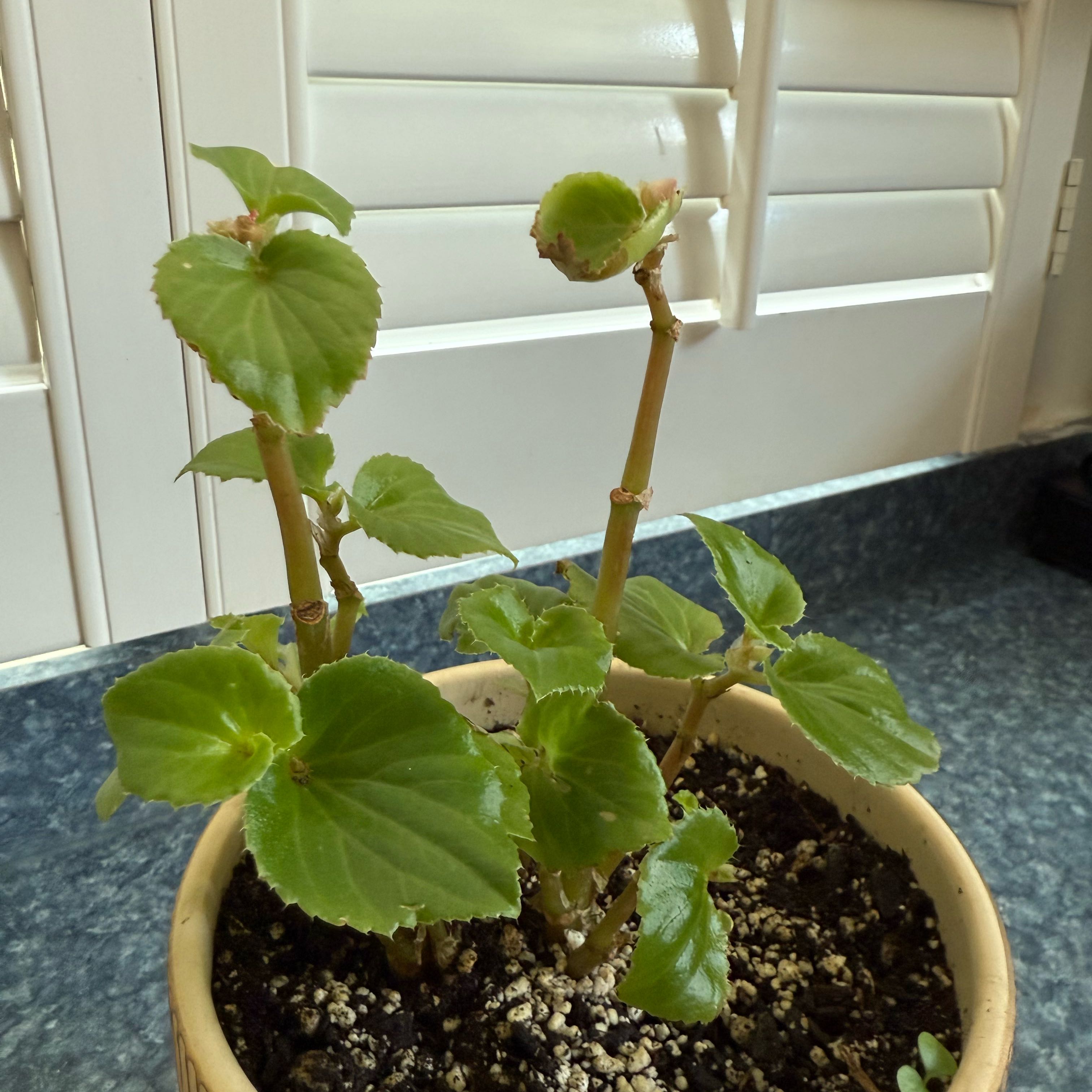 Photo of the plant species Ambassador Pink Improved Begonia by @QuietDewberry20 named Lavender on Greg, the plant care app