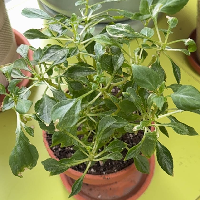 Photo of the plant species Impatiens by @QuietDewberry20 named Marilyn on Greg, the plant care app