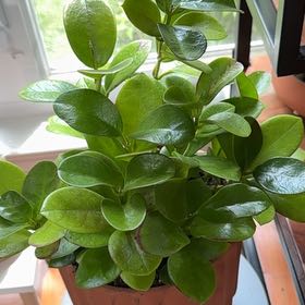 Photo of the plant species Natal Plum by @QuietDewberry20 named Gregarious on Greg, the plant care app