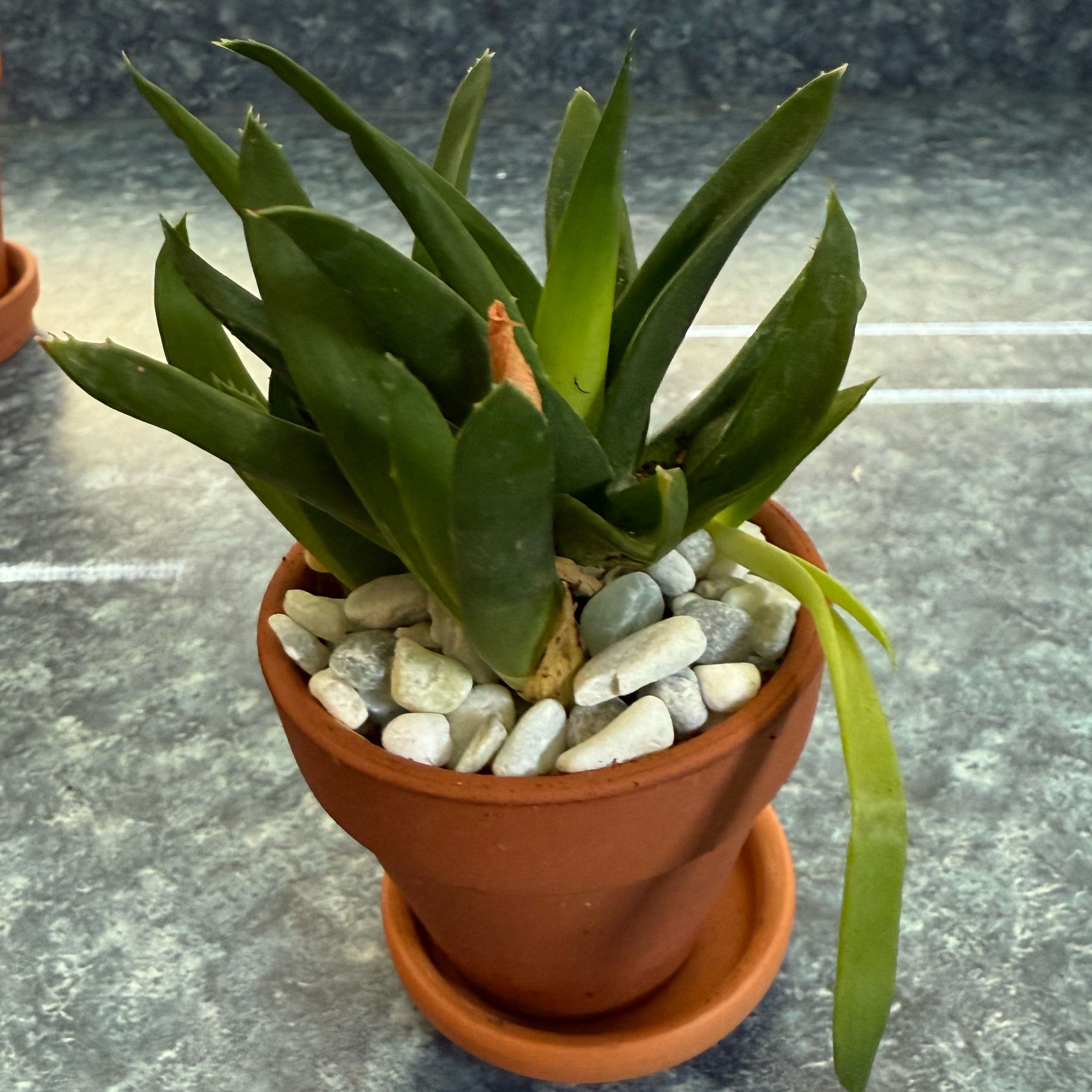 Photo of the plant species Alworthia 'Black Gem' by @QuietDewberry20 named Kardashian on Greg, the plant care app