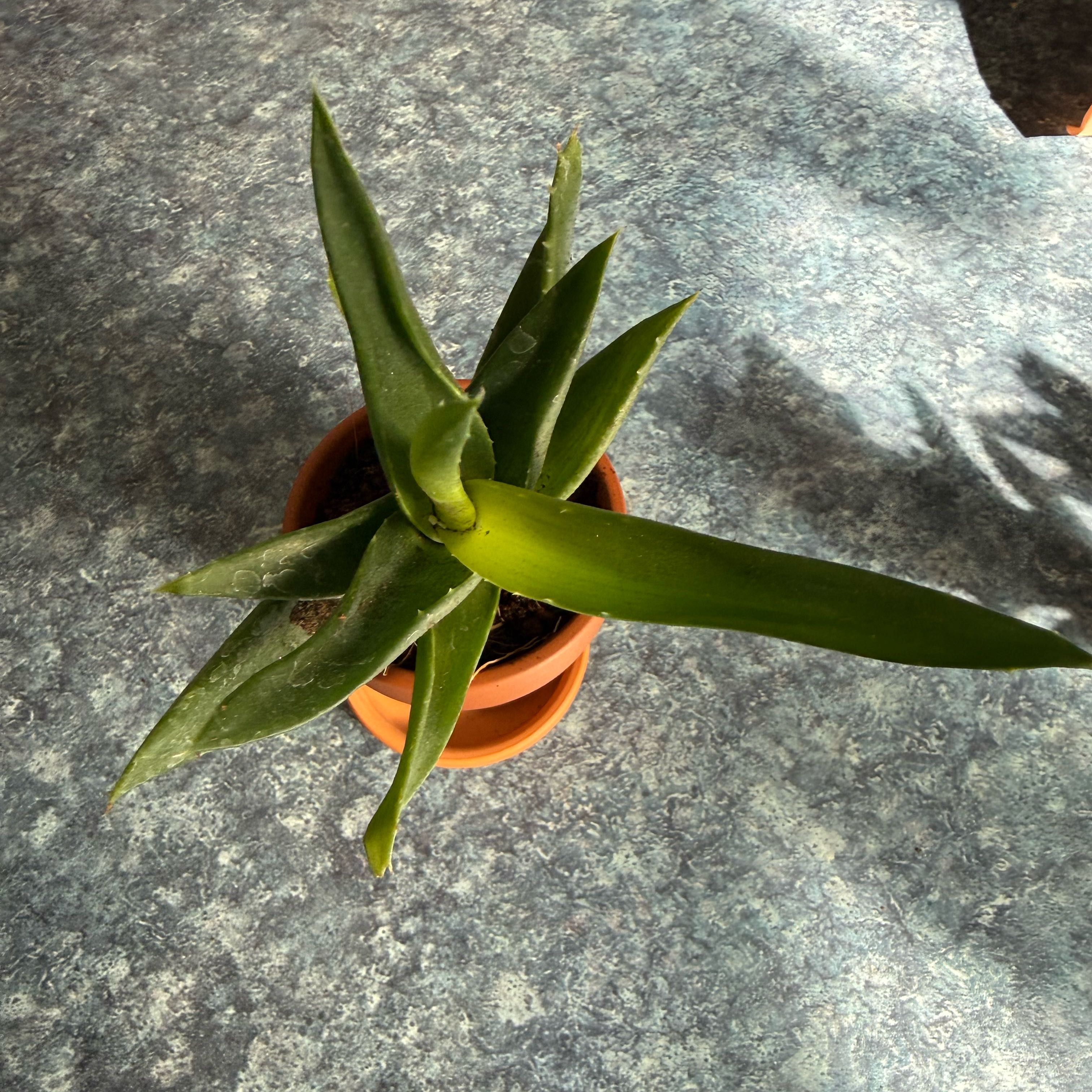 Photo of the plant species Aloe Black Gem by @QuietDewberry20 named Harper on Greg, the plant care app