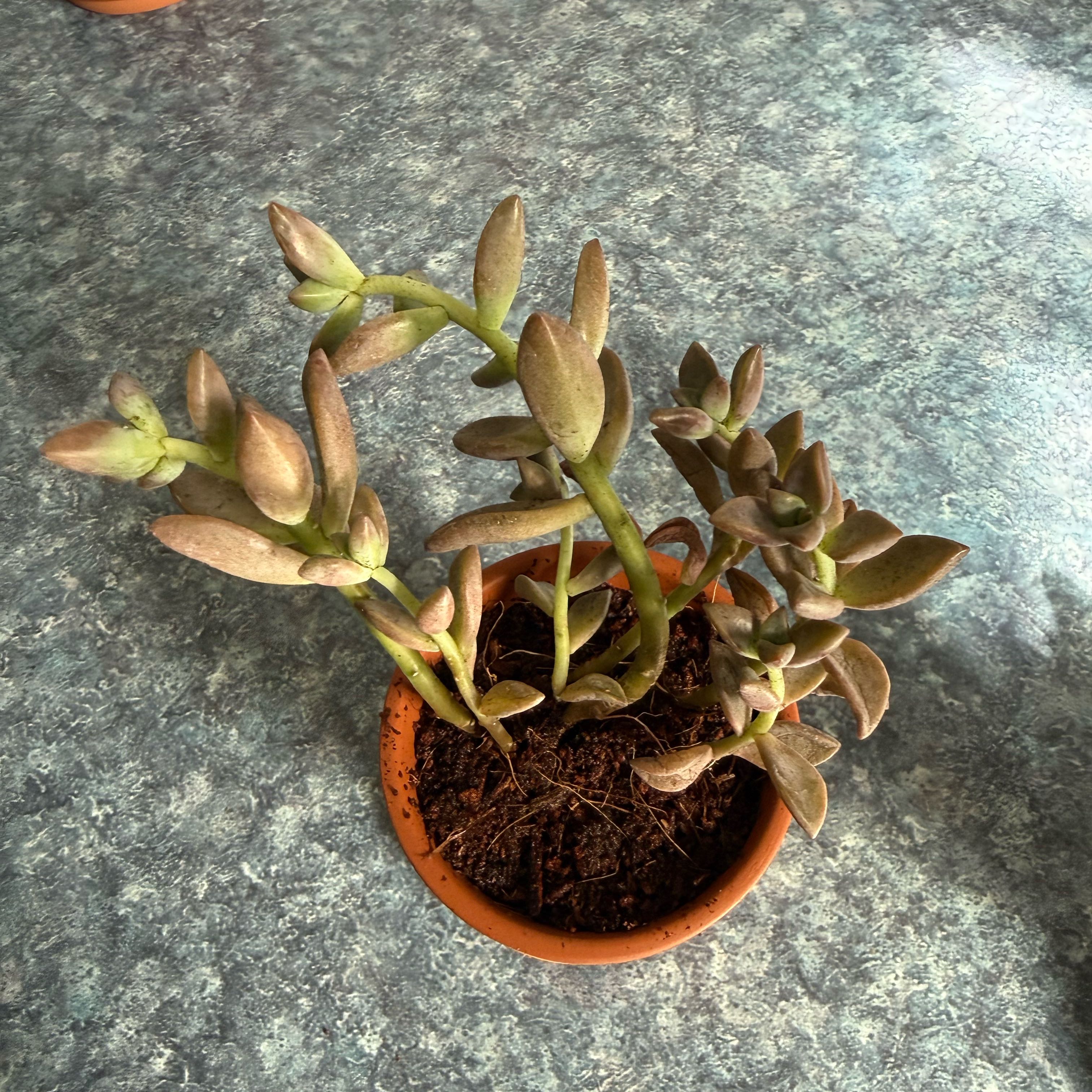 Photo of the plant species Graptosedum 'Bronze' by @QuietDewberry20 named Bruce Lee on Greg, the plant care app