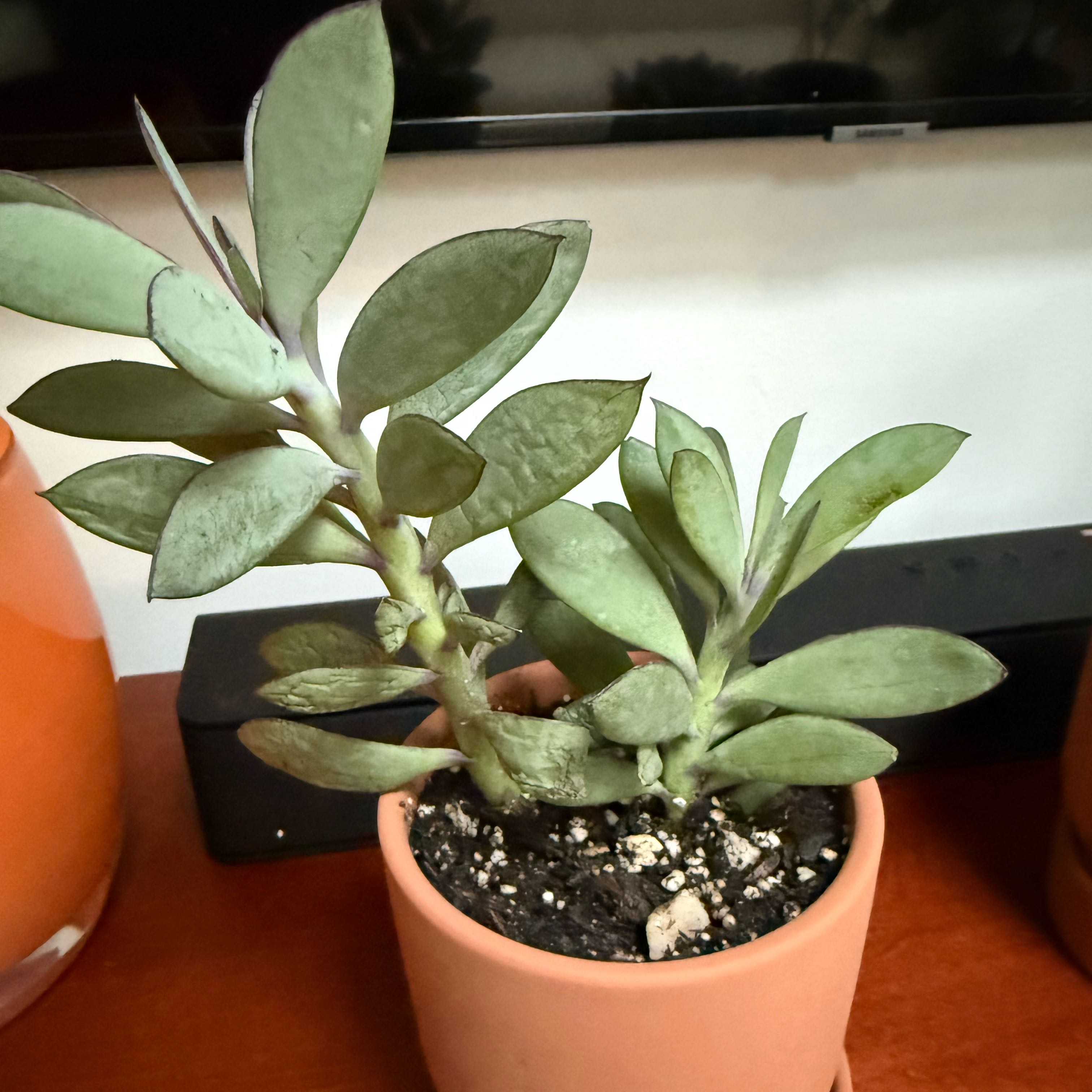 Photo of the plant species Vertical Leaf Senecio by @QuietDewberry20 named Sherlock on Greg, the plant care app