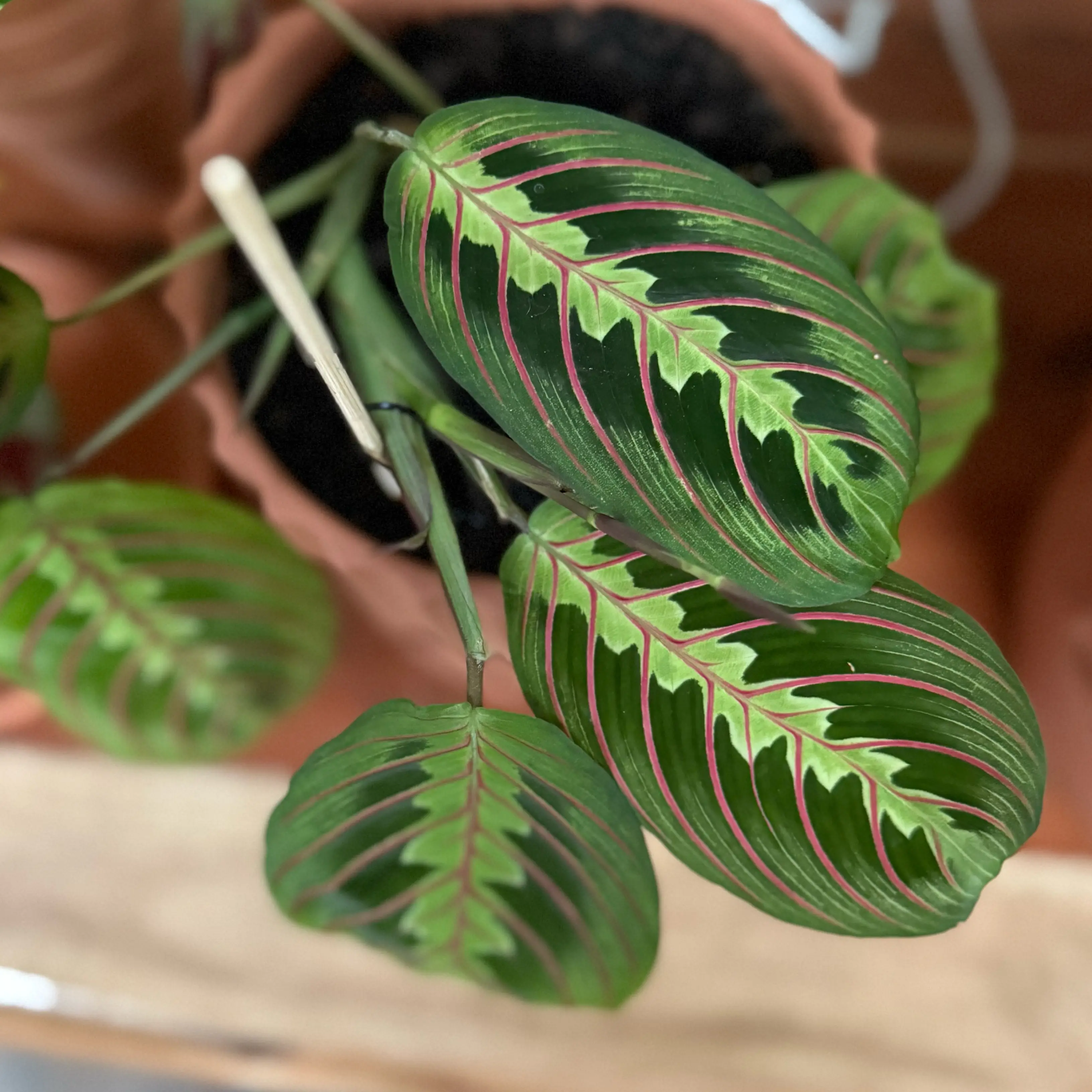 Photo of the plant species Prayer Plant by @QuietDewberry20 named Sonora on Greg, the plant care app
