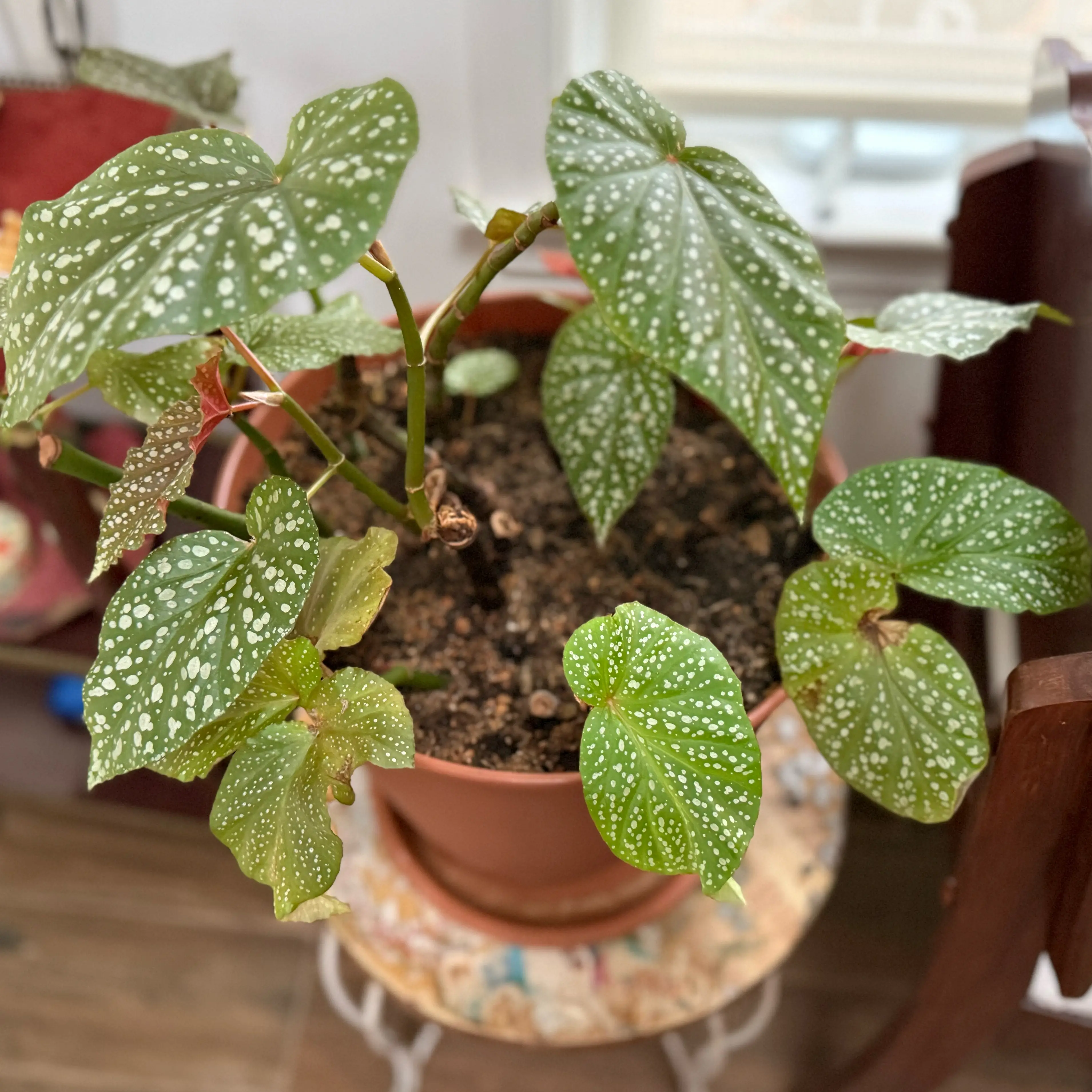 Photo of the plant species Angel Wing Begonia 'Miss Mummy' by @QuietDewberry20 named Miley on Greg, the plant care app