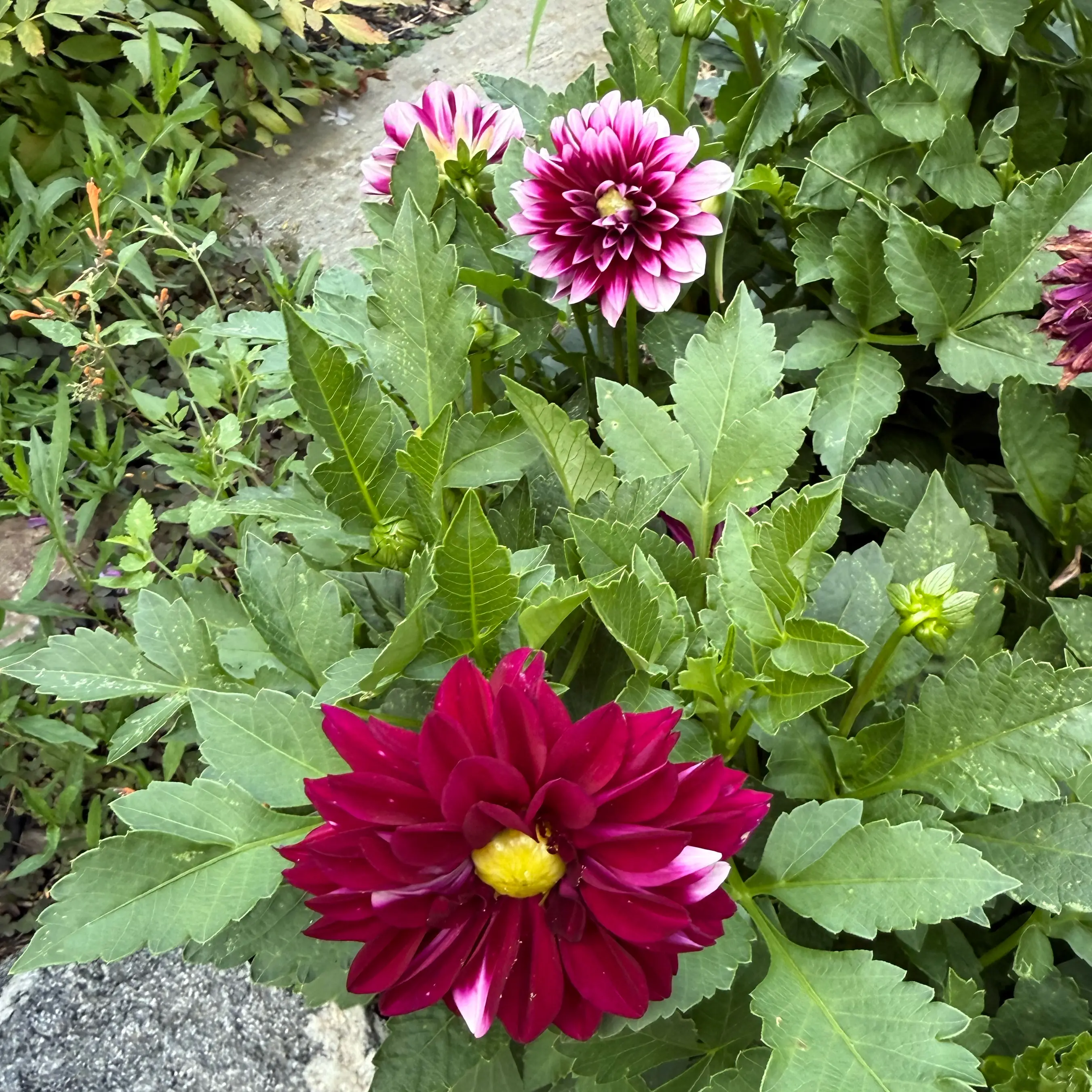 Photo of the plant species Garden Dahlia by @QuietDewberry20 named Dahlia on Greg, the plant care app