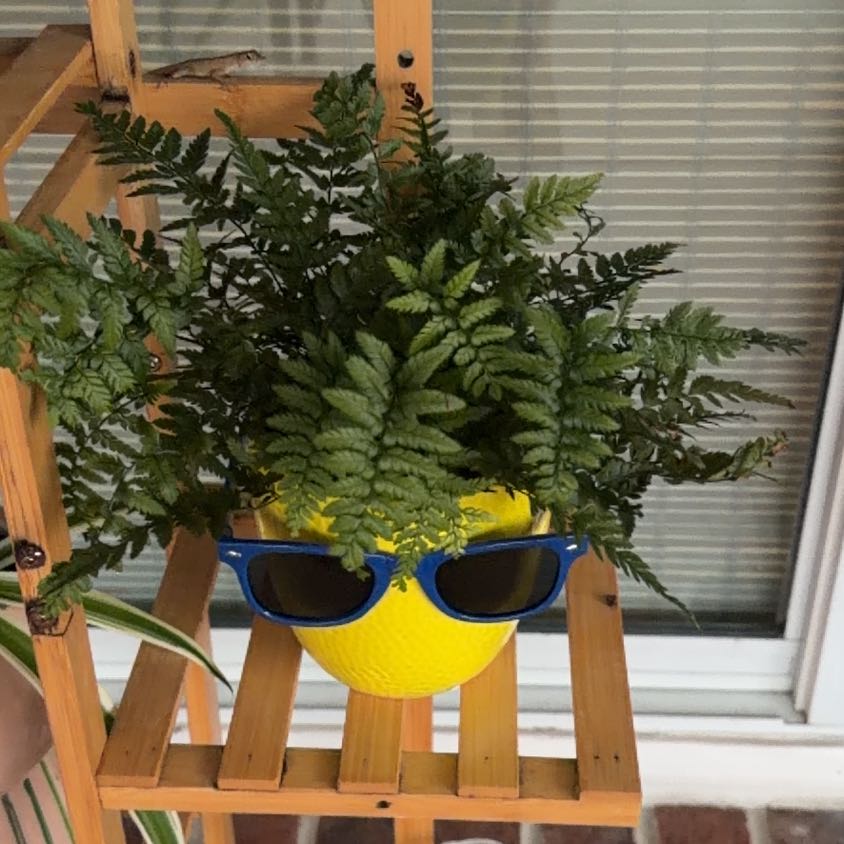 Photo of the plant species Leatherleaf Fern by @DeanRedlog15 named Dolores on Greg, the plant care app