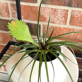 Photo of the plant species Pink Quill by @GemLacefern79 named Kendall on Greg, the plant care app