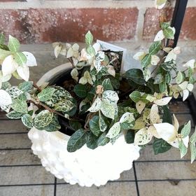 Photo of the plant species Asian Jasmine by @GemLacefern79 named Einstein on Greg, the plant care app