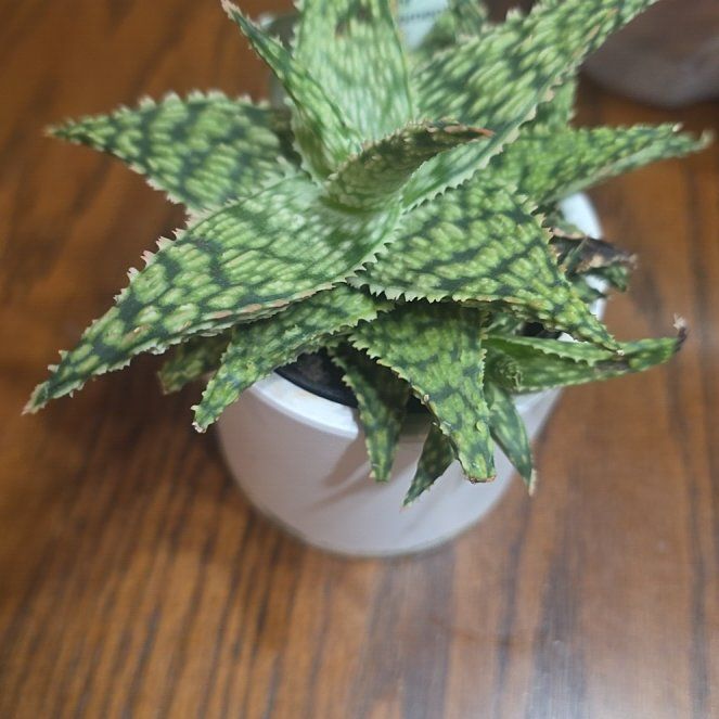 Photo of the plant species Star Aloe by @NiftyLime82 named Sir Plancelot on Greg, the plant care app