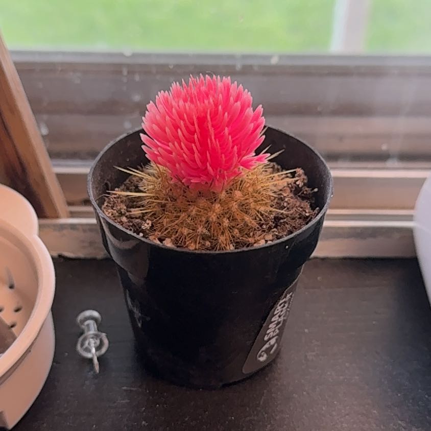 Photo of the plant species Button Cactus by @SnappyJuniper44 named Forrest on Greg, the plant care app