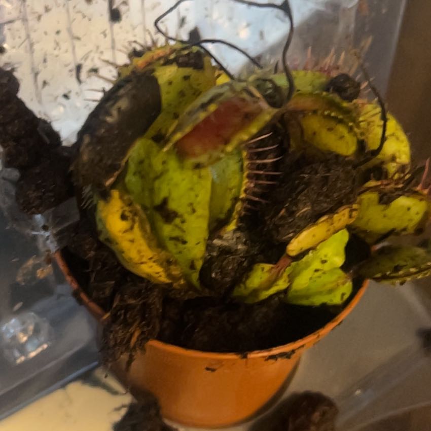 Photo of the plant species Pitcher Plant by @BabyOkra27 named ChloroPhil on Greg, the plant care app