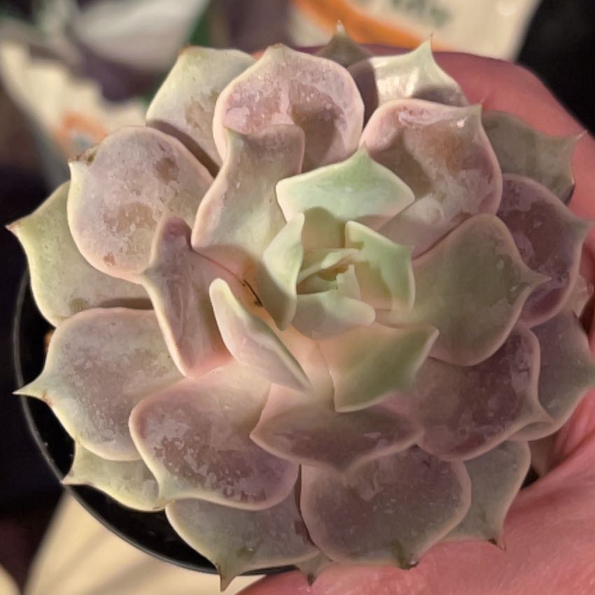 Photo of the plant species Pink Diamond by @GrandeeCosmo named Orlando Bloom on Greg, the plant care app