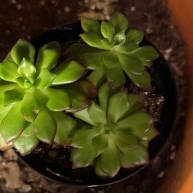 Photo of the plant species Sedeveria 'Letizia' by @GrandeeCosmo named Curie on Greg, the plant care app