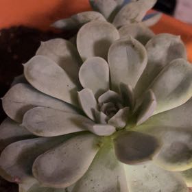 Photo of the plant species Echeveria by @GrandeeCosmo named Bieber on Greg, the plant care app