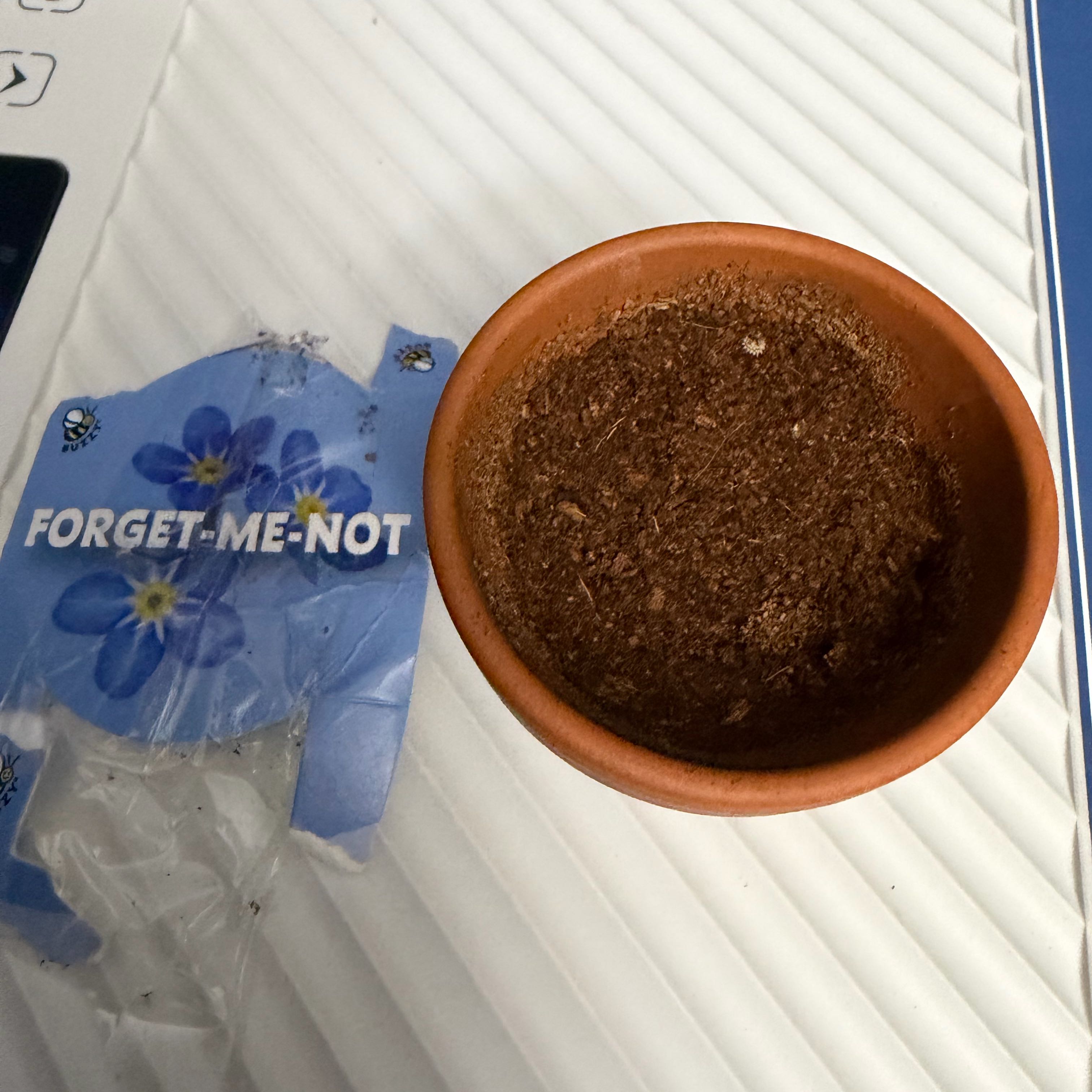 Photo of the plant species Forget-Me-Not by @PlantitaEra named Surya on Greg, the plant care app