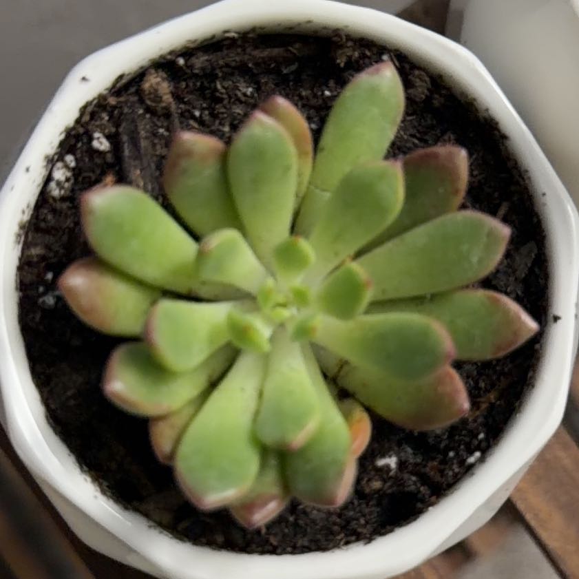 Photo of the plant species Pink Ruby Sedevaria by @PlantitaEra named Xena on Greg, the plant care app