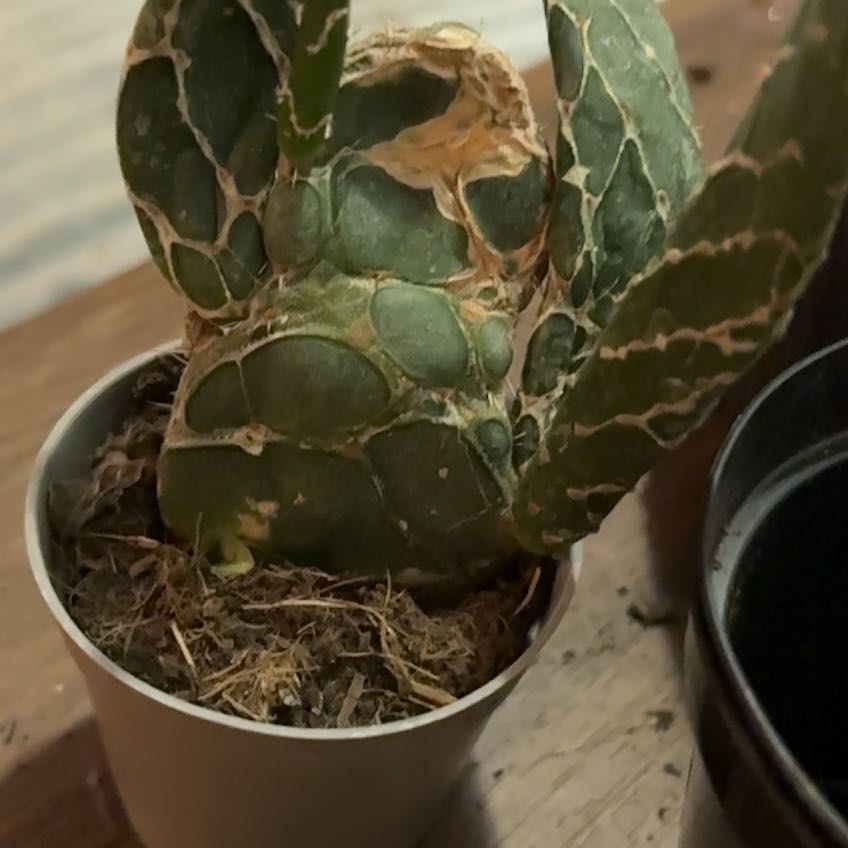 Photo of the plant species Cobra Cactus by @ChampRedshanks named Duke on Greg, the plant care app