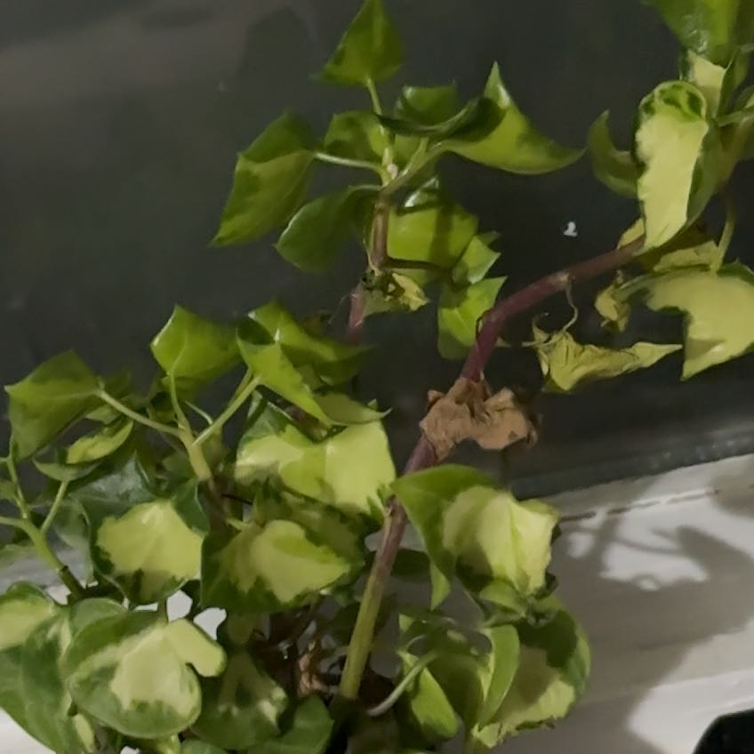 Photo of the plant species Cape Ivy by @ChampRedshanks named Nithin on Greg, the plant care app
