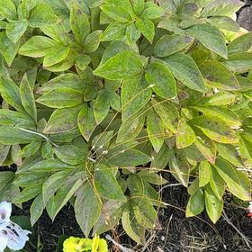 Photo of the plant species Chinese Peony by @BoldGutweed4 named Sigmund on Greg, the plant care app