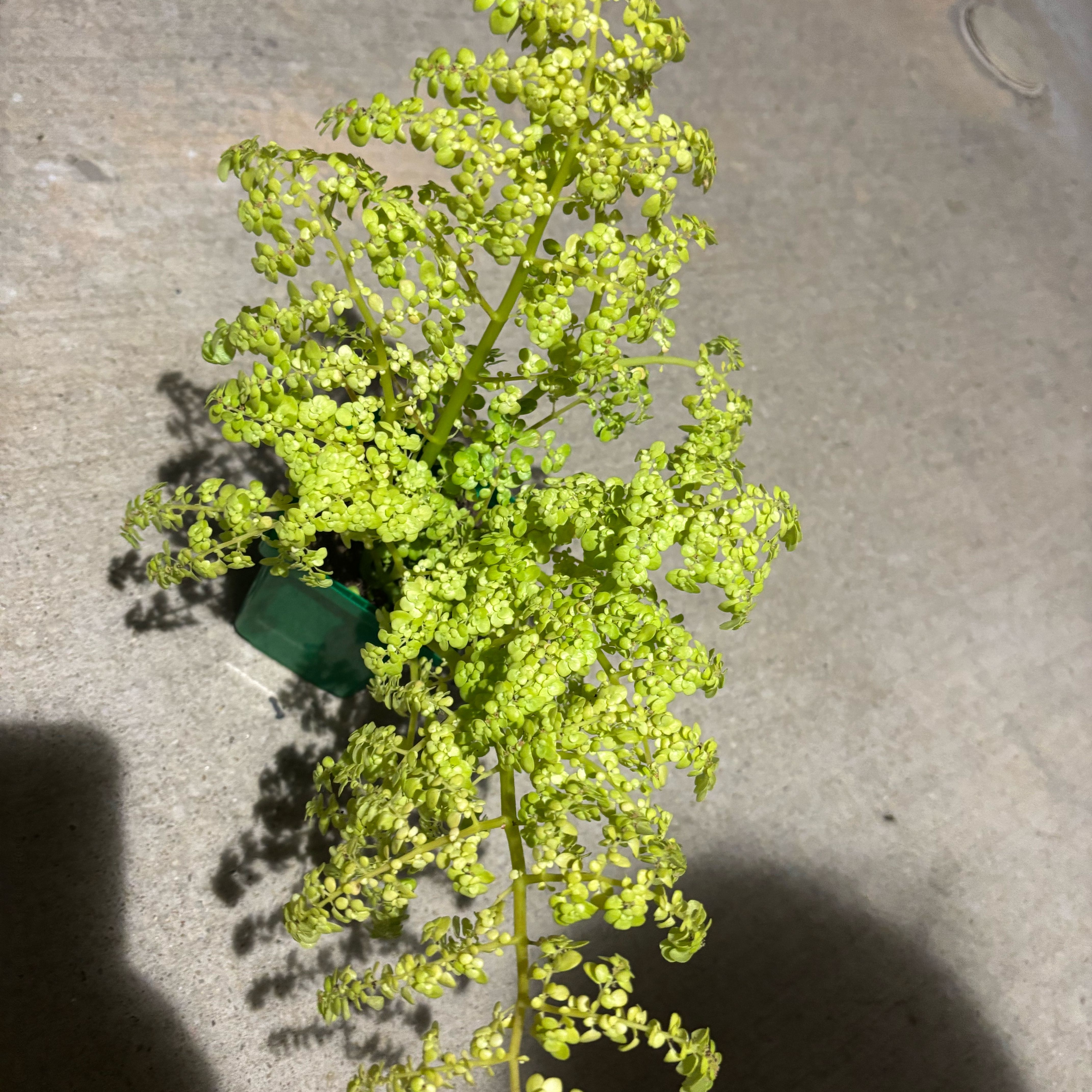 Photo of the plant species Wild Parsnip by @TopAraceae69 named Messi on Greg, the plant care app