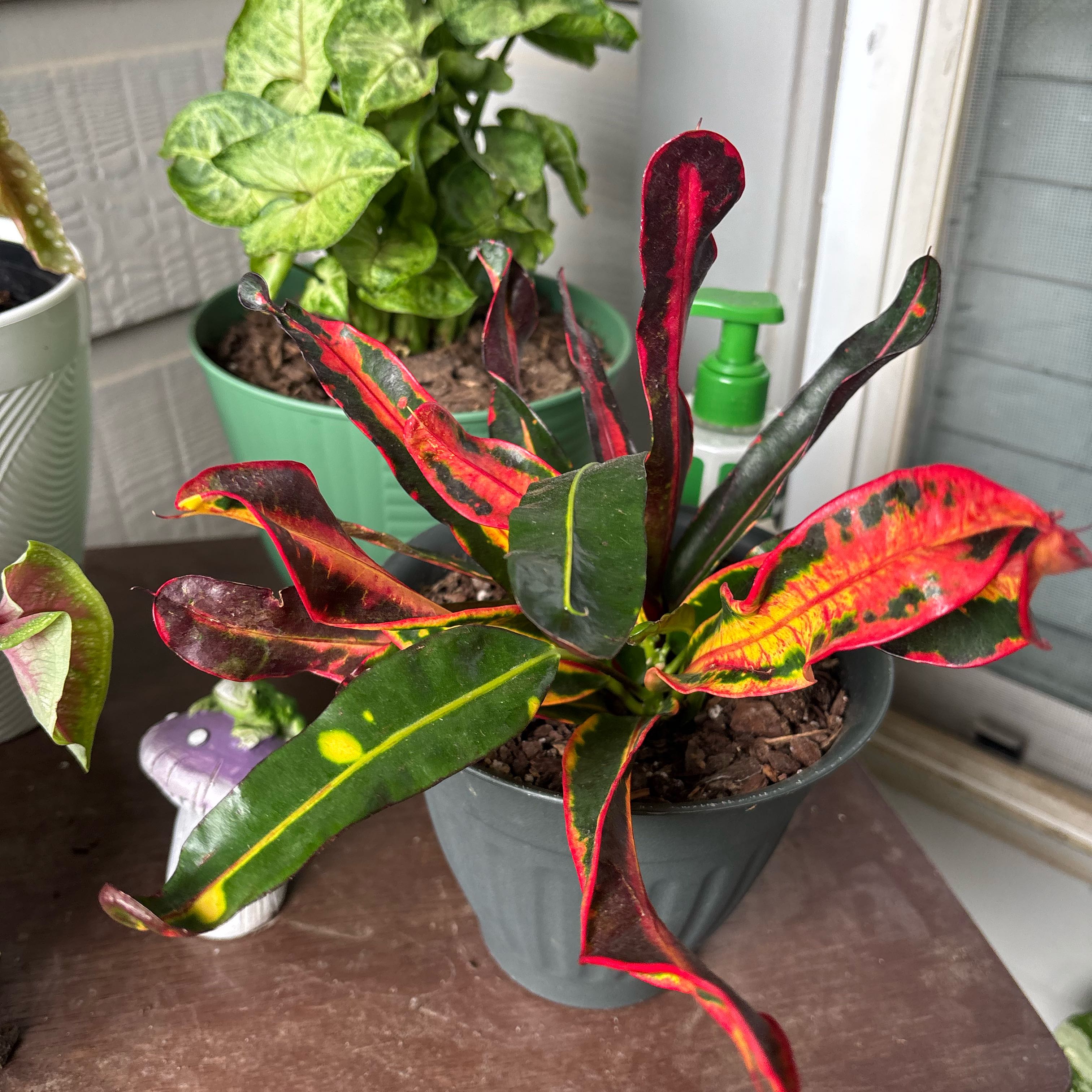 Photo of the plant species Red Banana Croton by @TopAraceae69 named Demi on Greg, the plant care app