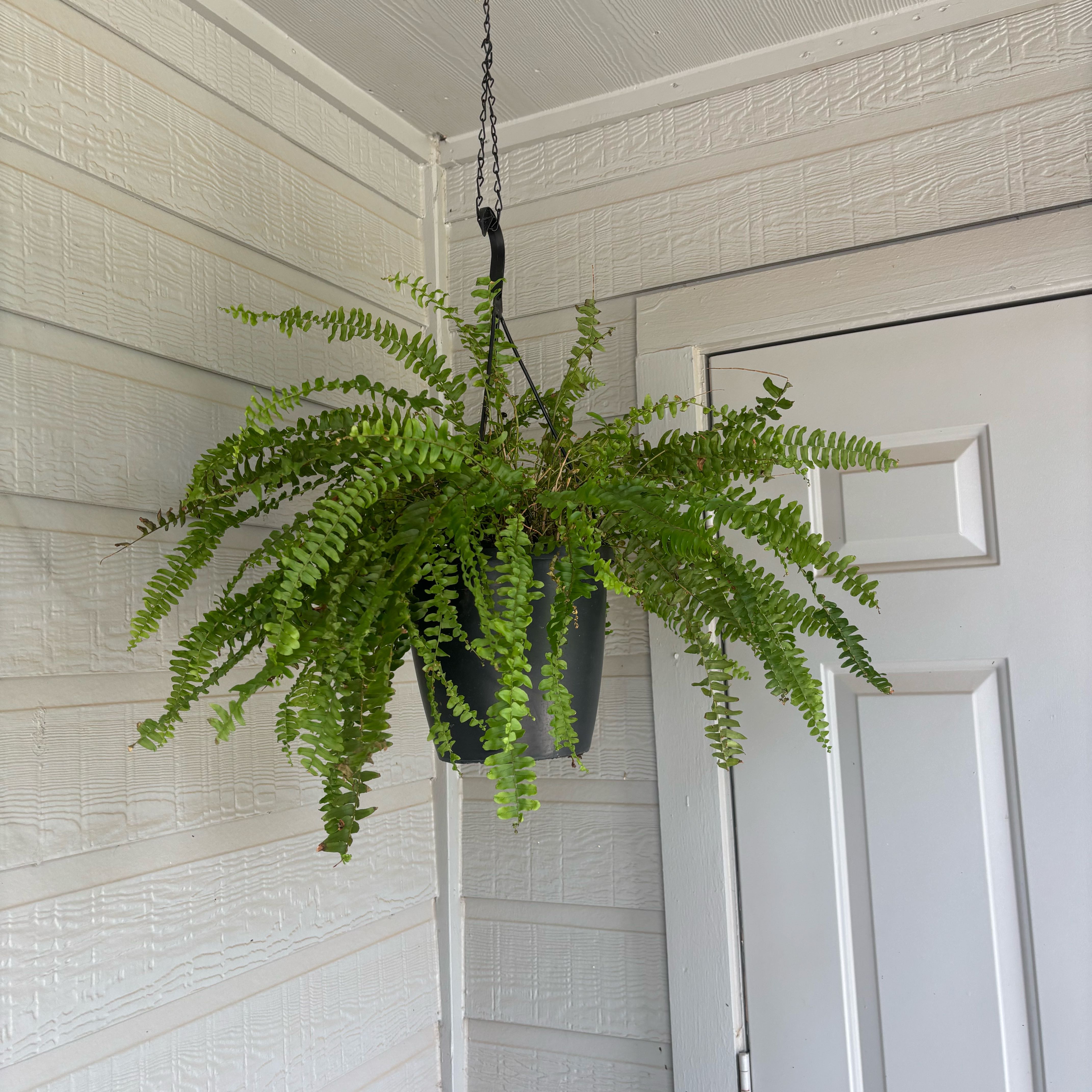 Photo of the plant species Northern Maidenhair Fern by @TopAraceae69 named Lola on Greg, the plant care app