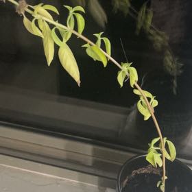 Photo of the plant species Mint by @TryTauhinu77 named Ronaldo on Greg, the plant care app