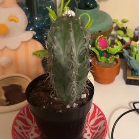 Photo of the plant species Polaskia chichipe by @TryCatthyme52 named Bodhi 🌵 on Greg, the plant care app
