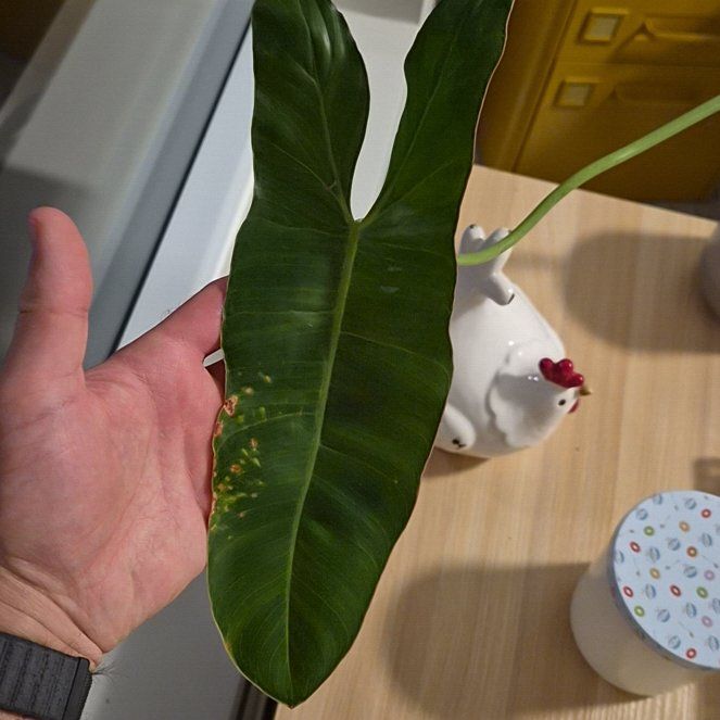 Photo of the plant species Philodendron billietiae by @fadi named Girlfrond on Greg, the plant care app